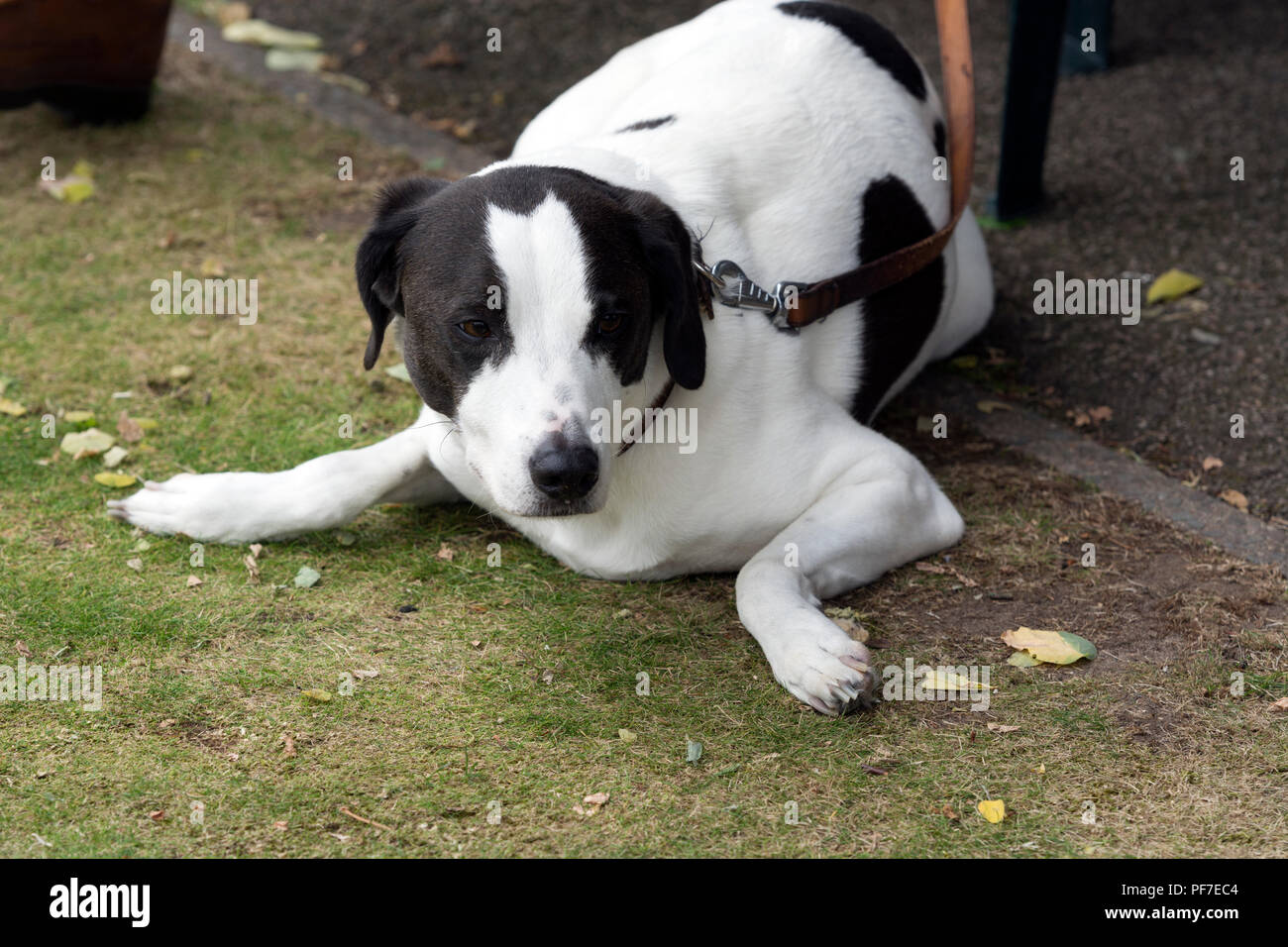 A spectator`s dog at the national women`s lawn bowls championships, Leamington Spa, UK Stock Photo